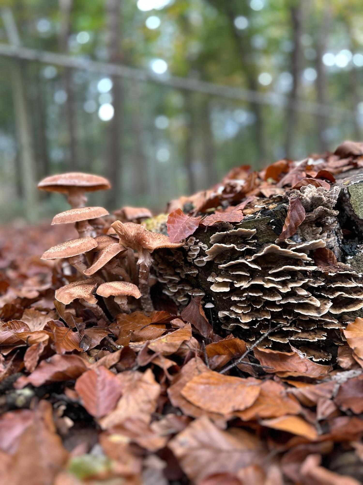 Boslodge Het Groene Hert Met Hottub